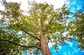 Best Weed Control  in Village Shires, PA