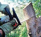  Village Shires, PA Tree Care Pros