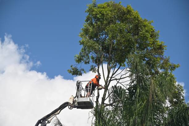 Best Root Management and Removal  in Village Shires, PA