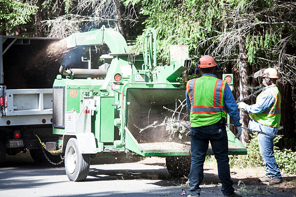 Best Storm Damage Tree Cleanup  in Village Shires, PA
