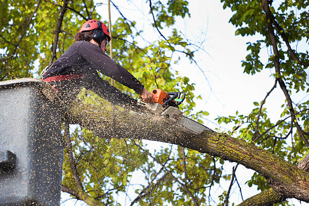 Lawn Watering Services in Village Shires, PA