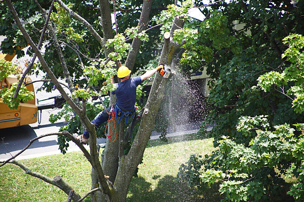 Best Commercial Tree Services  in Village Shires, PA