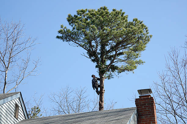 Professional Tree Care in Village Shires, PA